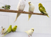 Baby Budgies