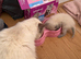 Ragdoll kitten