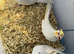 Super cuddly tame baby cockatiels