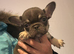 7 French Bulldog Puppies ️