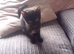 Kitten looking for ever home