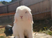 Pure bred Mini lop