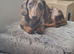8 month old male dapple