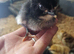 Just hatches mixed chicks