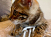 Quality TICA Registered Kittens