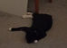 9 month old kitten female , to good home