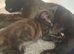 3 lovely all black kittens for sale