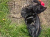4 beautiful female kittens for sale