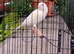 Various canaries for sale