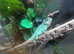 Chinese water dragon