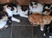 6 kittens some lovely playful characters, not Preston - it's near Southport