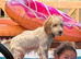 Beautiful f1 cockapoo