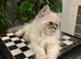 READY NOW LAST ONE Stunning Persian boy kitten ( fully vaccinated )