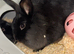 2 female sister rabbits