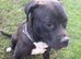 Staffy cross for new home