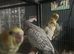 baby cockatiels (handreared)
