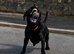 WANTED High drive Labrador or springer