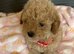 Toy poodles Asian puppies ready now if on here they are available ready to go to there new loving homes