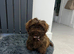 Imperial chocolate puppy
