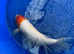 Koi for sale