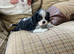 Lovely litter of KC reg blenheim and tri cavalier king charles  pups from health tested parents