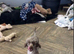 Sweeny adorable chocolate toy poodle boy