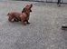 GORGEOUS EXTREMELY LOVING 4 YEAR OLD RED TRUE MINI SMOOTH GIRLIE.