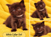 Ragdoll Maine Coon Cross Kittens - Gorgeous Little Fluffy Balls!