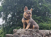 Health test clear french bulldog puppy