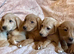 Fox red labs ready now