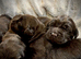 Chocolate Labrador Puppies