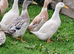 Silver Appleyard Ducklings