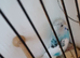 Budgie