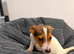 Boy Jack Russell puppy