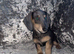 Ready to leave miniature dachshunds