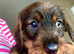 Gorgeous Std. Wire Haired Dachshund/Teckel Puppies for Sale