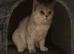 TICA registered adult cats