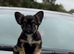 Unique french bulldog pups all priced differently