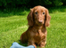 Beautiful long haired miniature dachshund puppy