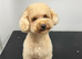CAVAPOO FEMALE PUPPY