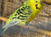 Budgies