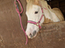 15.2hh
