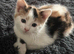Rare Turkish Angora x Ragdoll x BLH