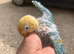 Fisher turquoise opaline lovebird DNA tested