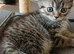 Bsh X Scotish straight kitten ,boy. AVAILABLE till 27. July only.