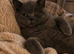 British Shorthair Pedigree Kittens