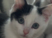 Spot & Dot Brother Kittens