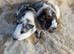 Baby Bonded Male Guinea Pigs