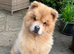 Luna, Stunning Young Female Chow Chow, Calm Loyal Girl, Right Home Only
