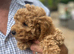 BEAUTIFUL RED MINIATURE POODLE GIRL AVAILABLE